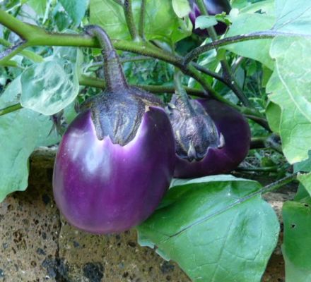 Frutti