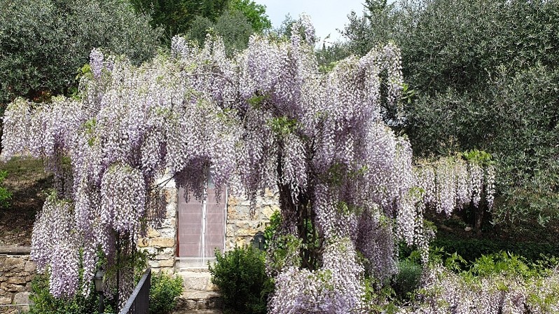 Giardino